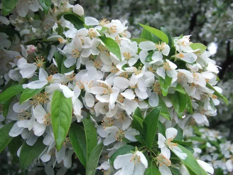 Cinderella Crabapple Seeds - 25+ Count - Malus 'Cinderella' - Pink Flowers, USA Grown, Perfect for Garden Planting