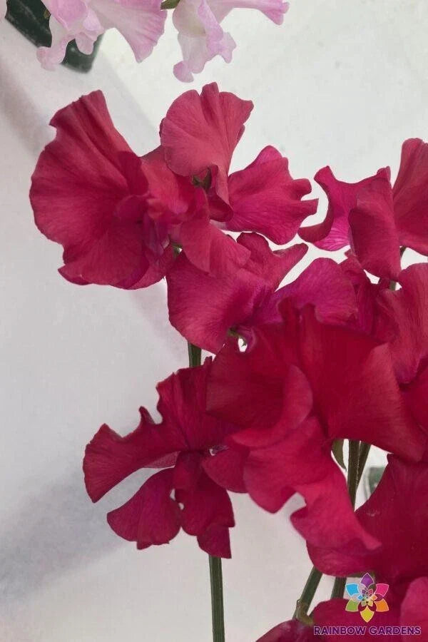 Millennium Sweet Pea Seeds - 50+ Pack - Lathyrus odoratus - USA Grown - Fragrant Climbing Flowers for Garden Planting