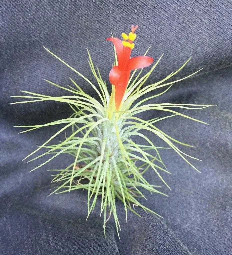 Tillandsia Funkiana Air Plant - Unique Indoor Decor - 1 Plant - Low-Maintenance Epiphytic Air Plant for Home Decor