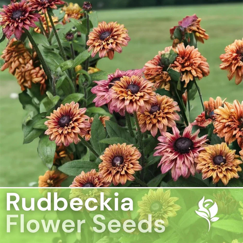 Rudbeckia Seeds - 125+ Annual Flower Seeds - Sahara Summer Hues - Rudbeckia hirta - Vibrant Yellow & Orange Blooms