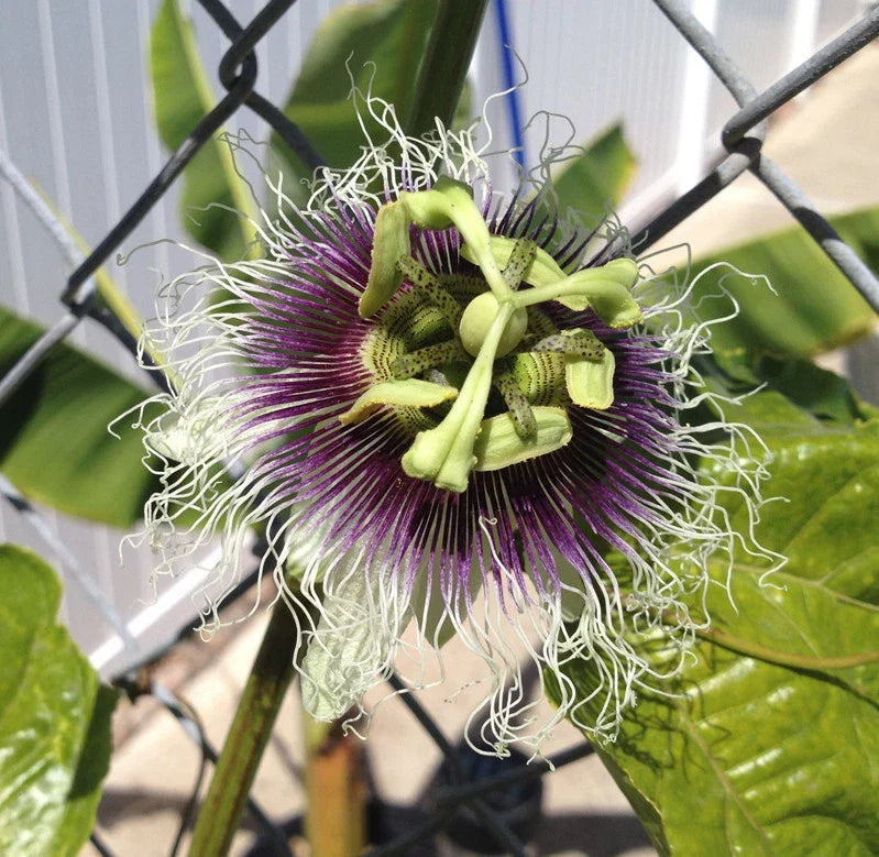 Purple Passion Fruit Plant - Edible Variety - Passiflora Edulis 'Frederick' - Tropical Garden Starter - Potted 1-2 Feet Tall