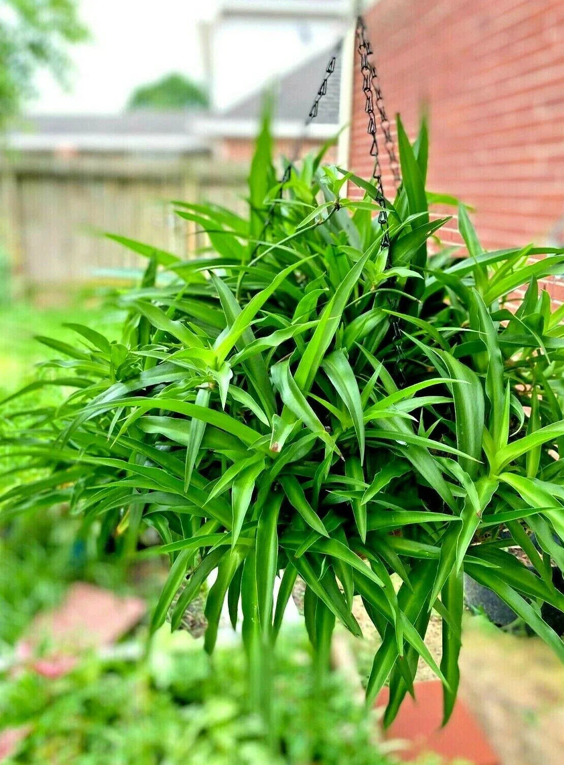 Spider Plant Hanging Basket - Six Rooted Green Air Purifying Plants - Chlorophytum comosum - Indoor Houseplant Decor