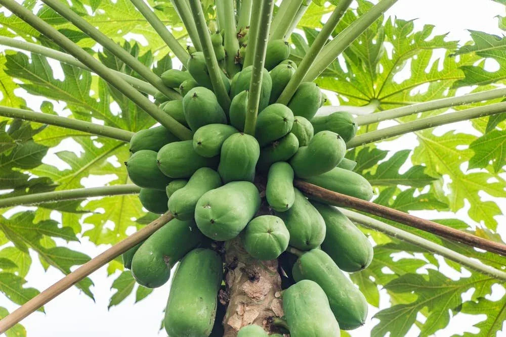 Papaya Tree Seeds - 5 Seeds - Honeydew Variety - Carica Papaya - Tropical Fruit for Garden