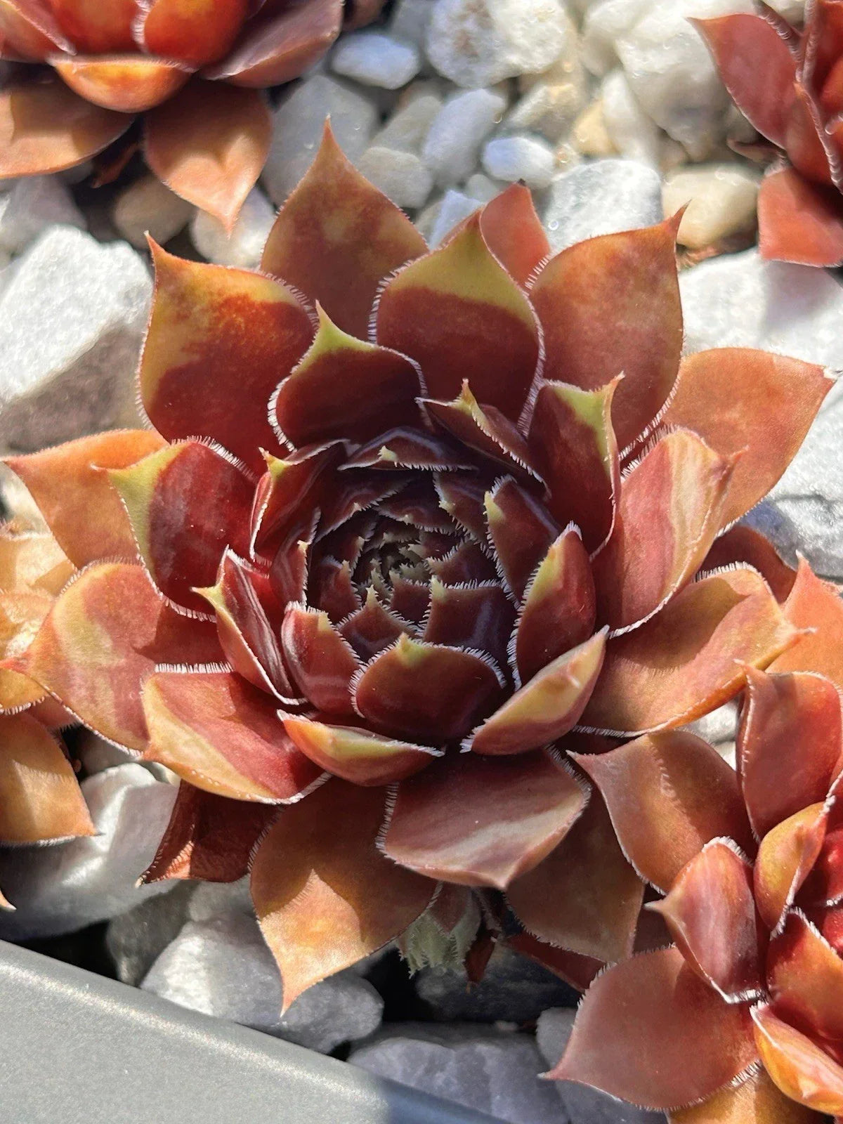 Live Succulent Plant | Sempervivum Coconut Crystal | Drought & Cold Tolerant | Sempervivum spp. | Fully Rooted