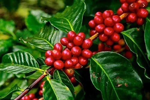Arabica Coffee Tree Seeds - 5 Pack - Exotic Indoor Plant - Coffea arabica - Easy Care, Compact, Glossy Green Leaves