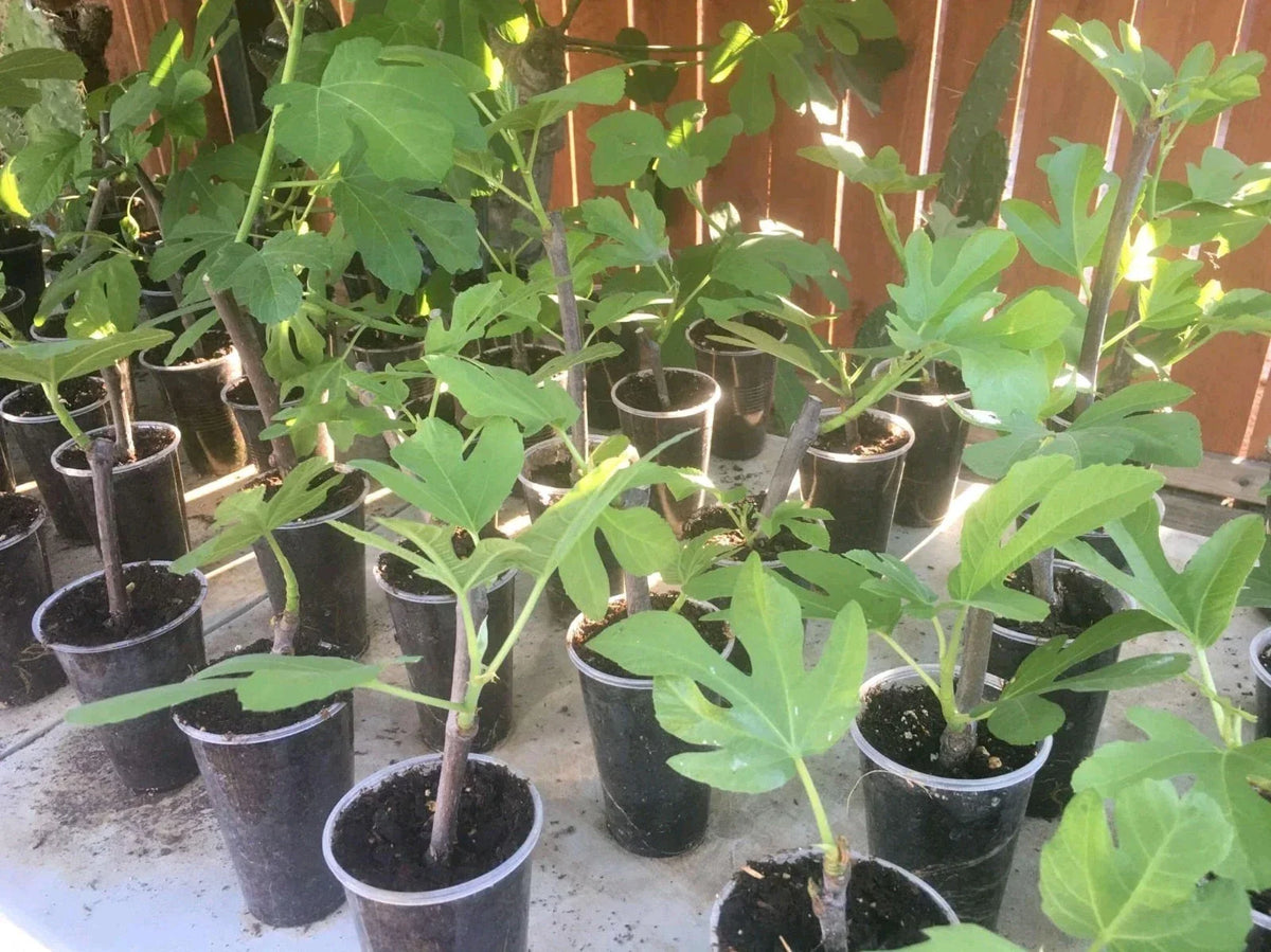 Desert King Fig Tree Live Plant - Ficus carica - Hardy Edible Fruit Variety for Home Gardens