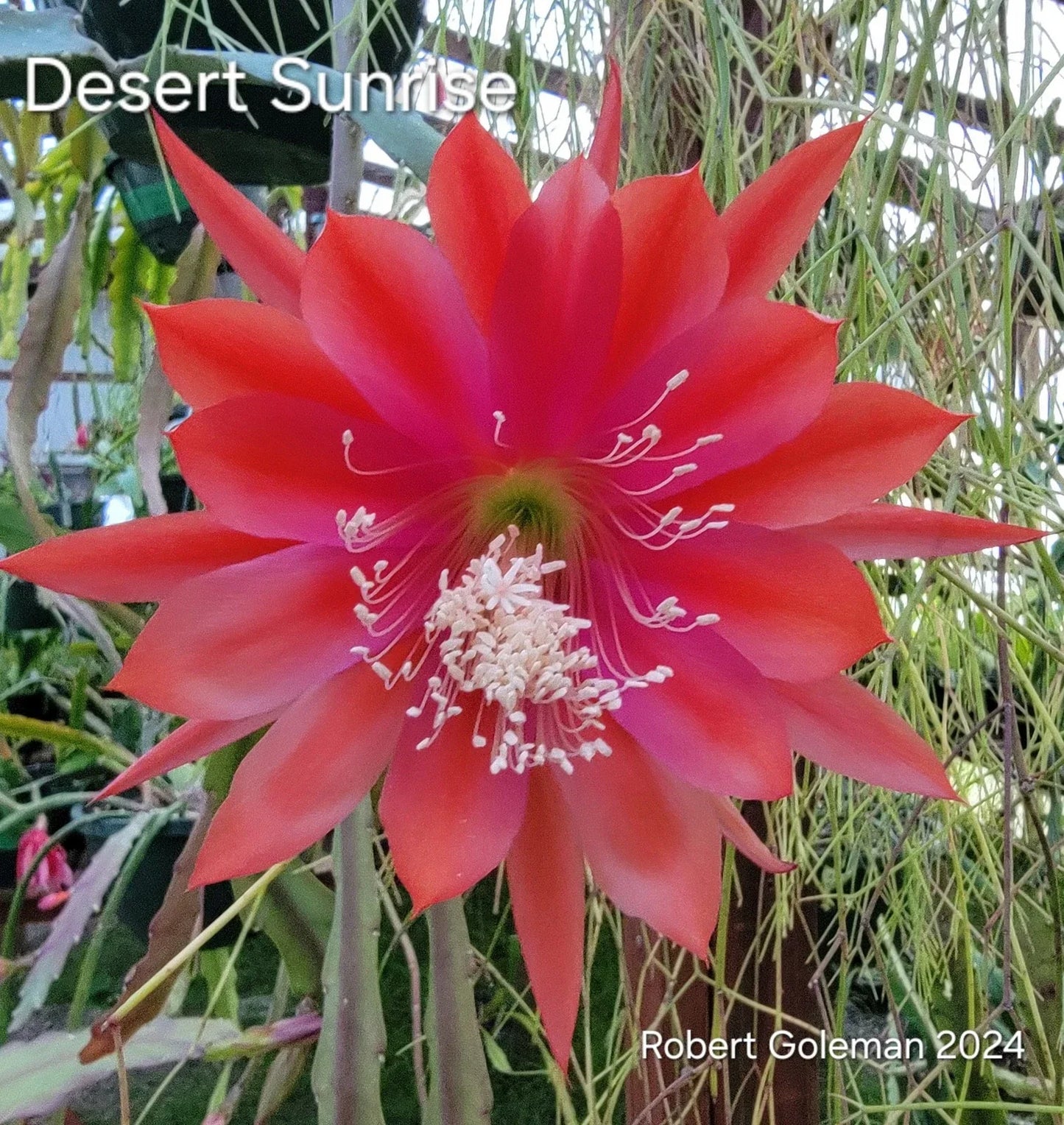 Unrooted Cutting Epiphyllum 'Desert Sunrise' Rare Orchid Cactus Tropical Succulent Plant