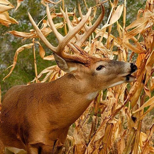 Dinner Getter Deer Food Plot Corn Seeds - 100 Seeds - High Yield, Attracts Deer - Zea mays - Ideal for Wildlife Management