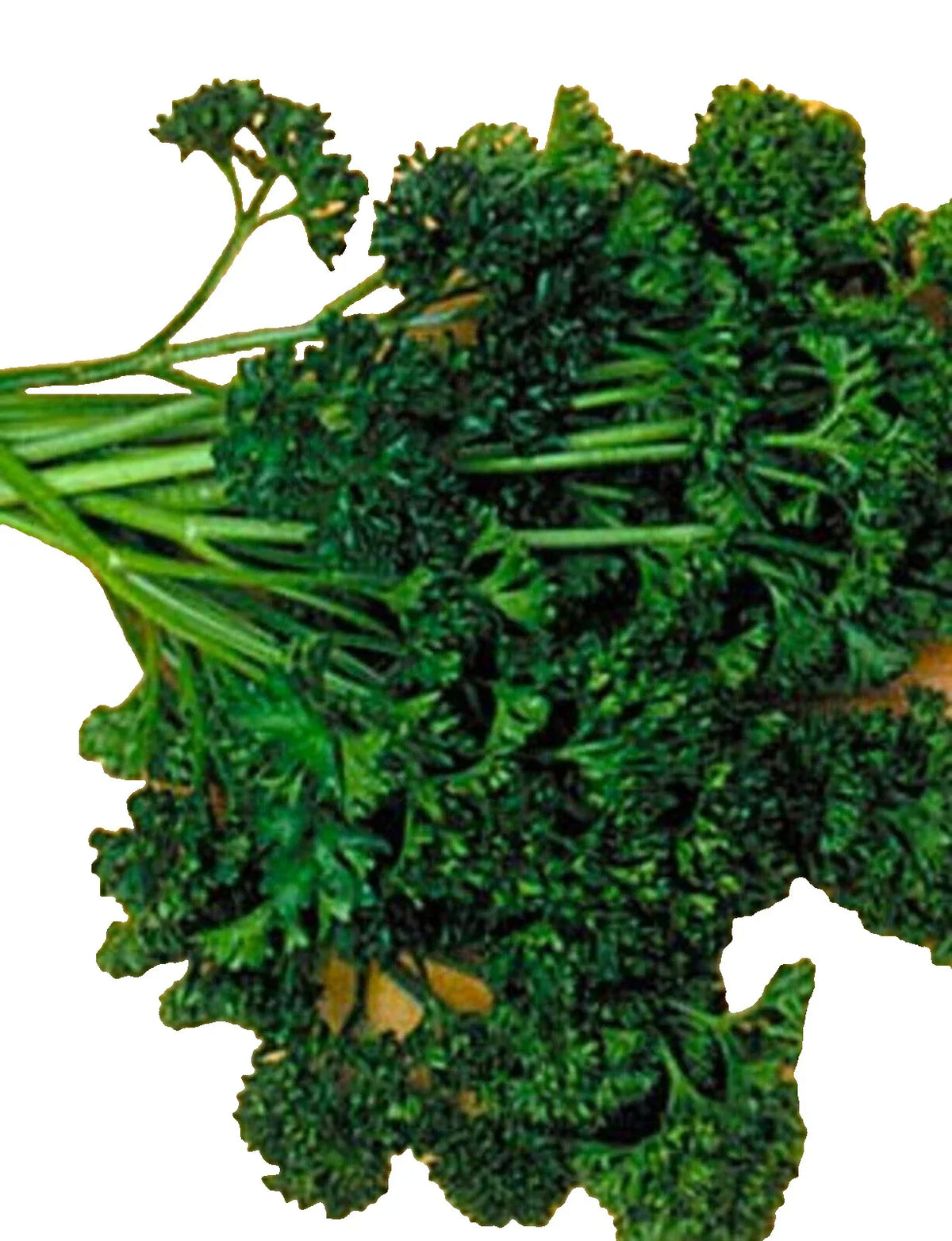 Forest Green Parsley Seeds 300+ Non-GMO Culinary Herb Petroselinum crispum for Indoor/Outdoor Gardening