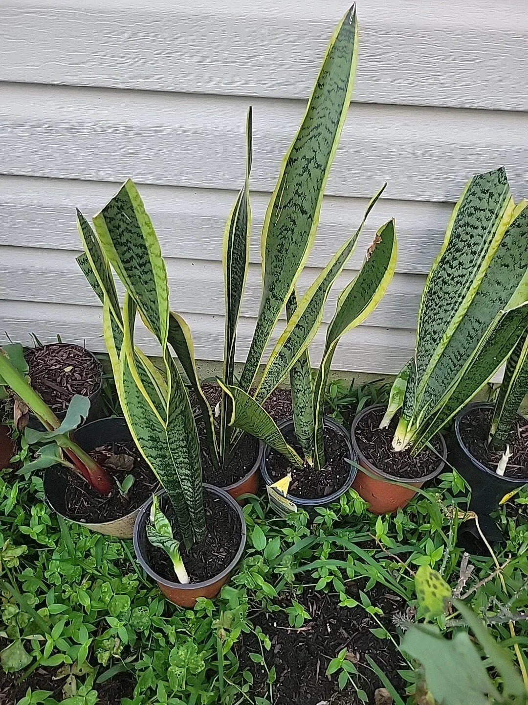 Live Snake Plant 18 Inches - Sansevieria trifasciata - Indoor Air Purifying Plant for Home Decor - Low Maintenance Greenery