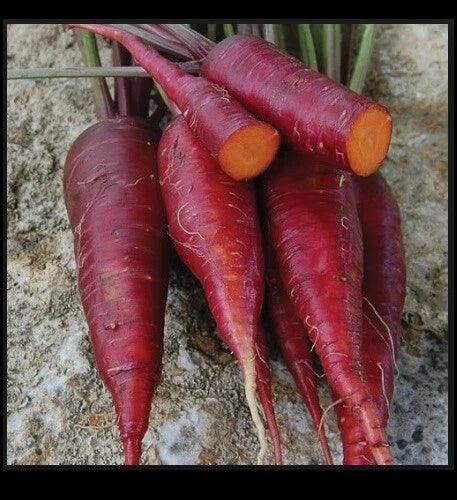Purple Dragon Carrot Seeds - 100 to 1,000 Heirloom Seeds - Vibrant Purple - Daucus carota - Rare & Nutritious Garden Seeds