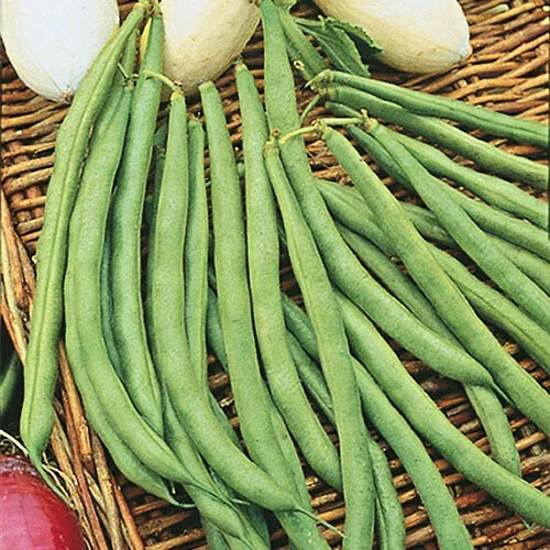 Topcrop Bush Bean Seeds 50+ | Snap Bean Variety | Phaseolus vulgaris | Non-California Shipping