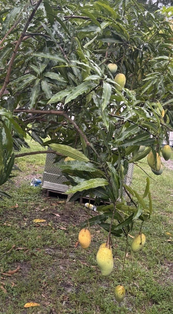 Mango Scion Grafting Cuttings - 3 Bud Wood - Venus Variety - Mangifera indica - Fresh Cuttings for Grafting
