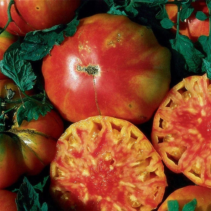 Hillbilly Tomato Seeds - Organic Heirloom - Rare Non-GMO Variety - 10+ Seeds - Solanum lycopersicum - Yellow-Orange Tomatoes