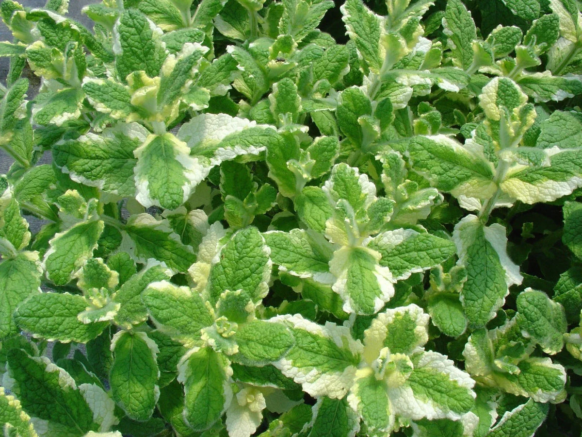 Pineapple Mint Seeds - 1000 Rare Culinary Herb Seeds - Mentha suaveolens - Aromatic Flavor for Gardens and Teas
