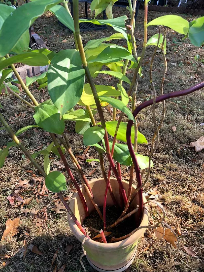 Costus Igneus Cuttings - 3 Pieces, Fiery Spiral Insulin Plant - Tropical Perennial, 6-8" Long, Unique Foliage, Exotic Decor