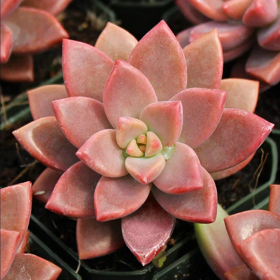 Graptosedum 'Alpenglow' Succulent 4" Live Plant, Drought Tolerant, Easy Care, Graptosedum paraguayense x Sedum dasyphyllum