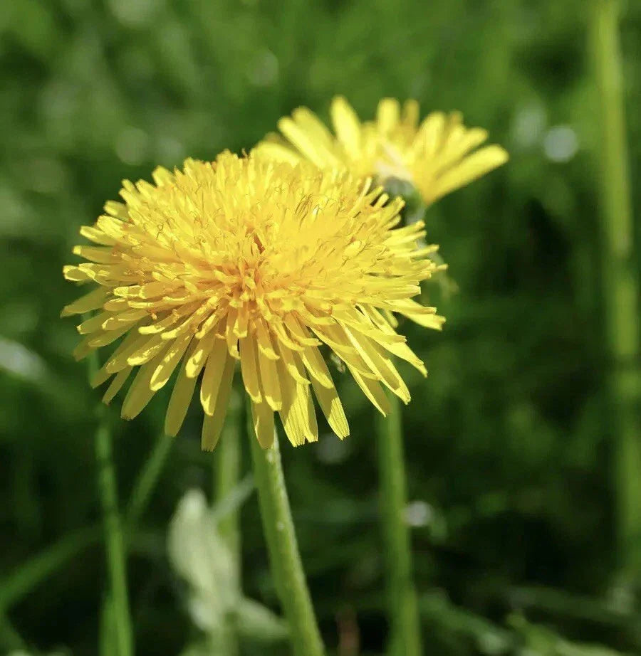 Dandelion Seeds 250++ - Edible & Medicinal Herb - Taraxacum officinale - Easy to Grow, Vibrant Yellow Flowers
