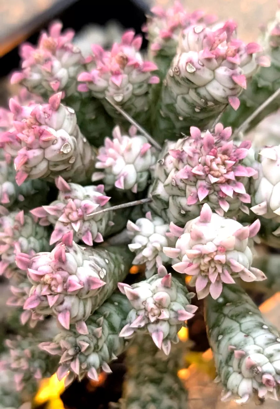 Euphorbia Mammillaris Variegata 5" Plant - Rare Pink Indian Corn Cob Succulent - Rooted Cactus