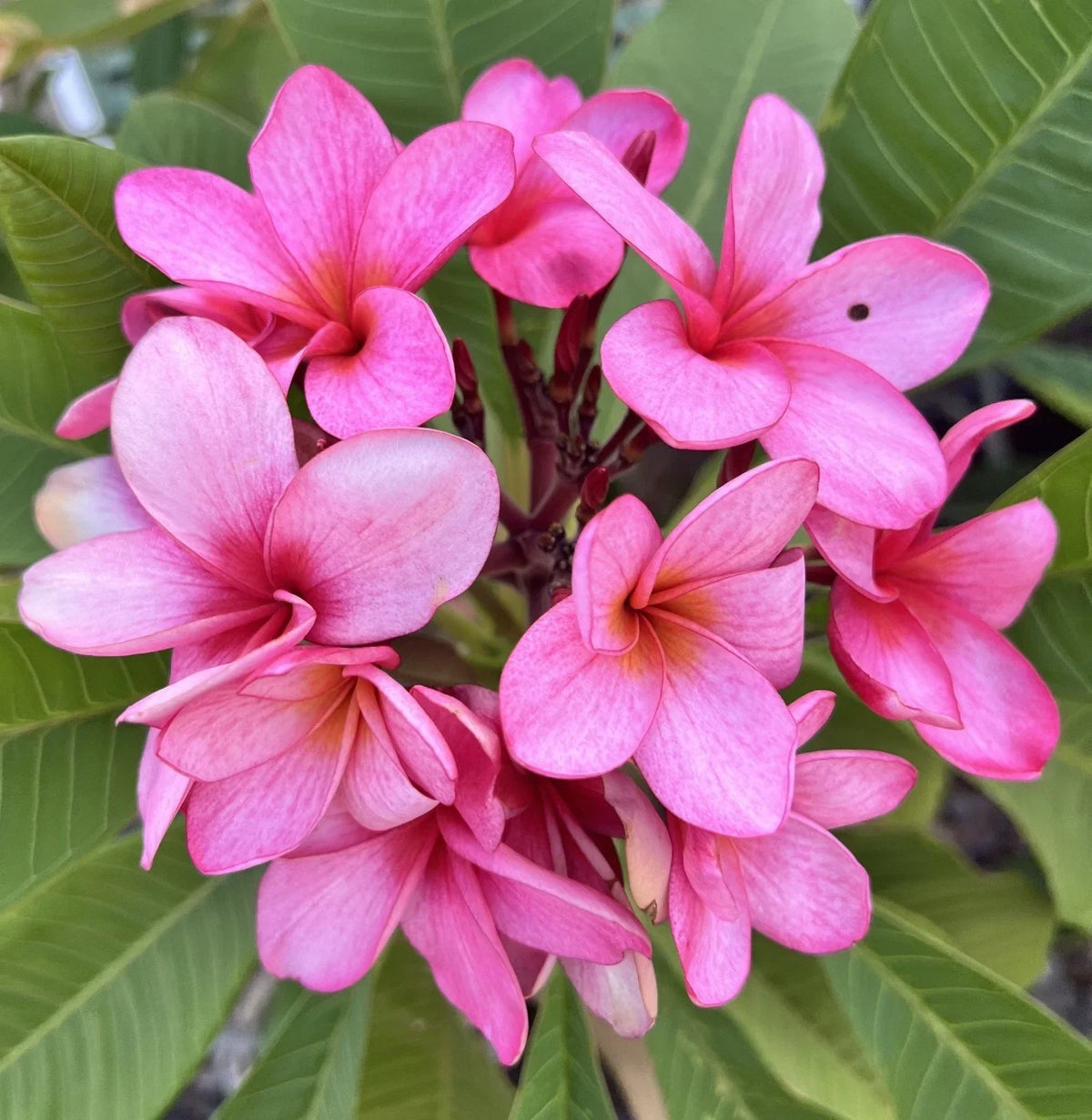 Plumeria Cutting with Grow Tip - Bewitched Variety - Fresh Frangipani for Plant Propagation - Plumeria spp.