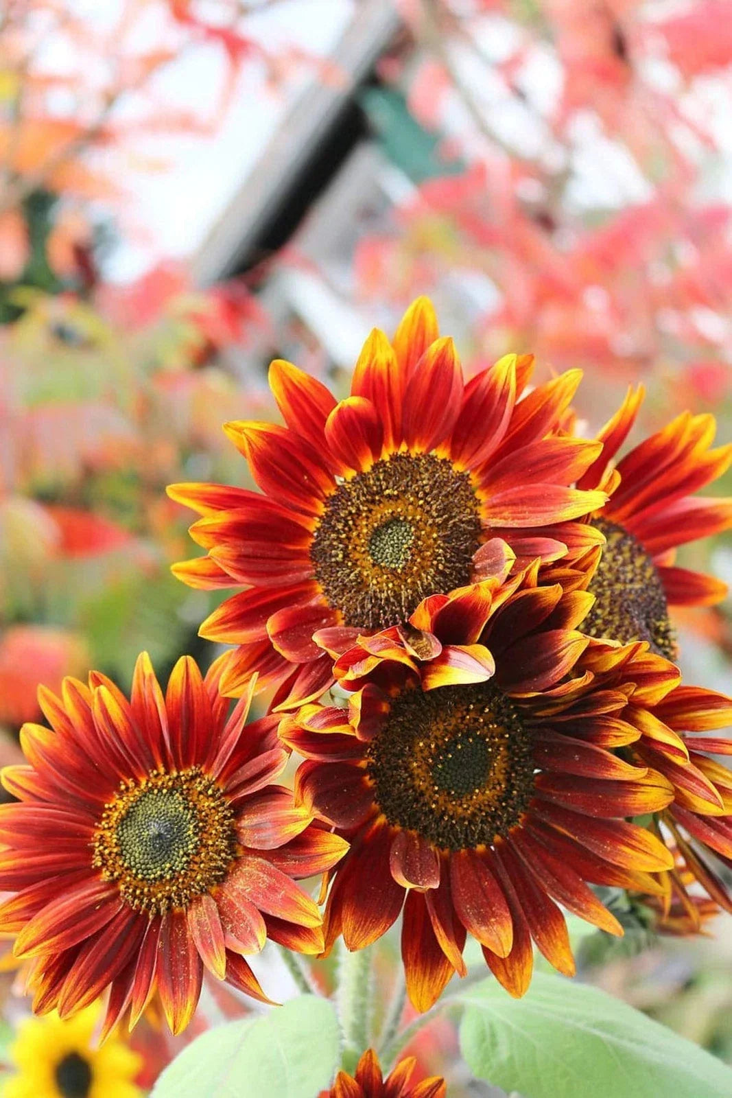 Autumn Beauty Sunflower Seeds | 50+ Seeds | Vibrant Fall Colors | Helianthus annuus - Attracts Pollinators, Easy to Grow