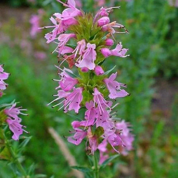 Hyssop Seeds 100 Count - Rose Hyssopus officinalis - Aromatic Culinary & Medicinal Herb for Gardens