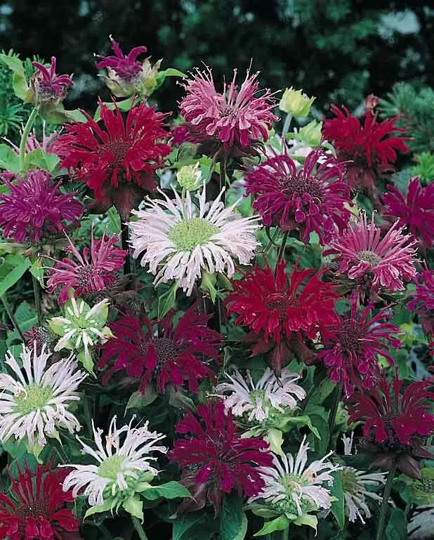 Bee Balm Seeds - 100 Count Panorama Mix - Hummingbird Flower - Monarda didyma - Attract Pollinators, Vibrant Blooms