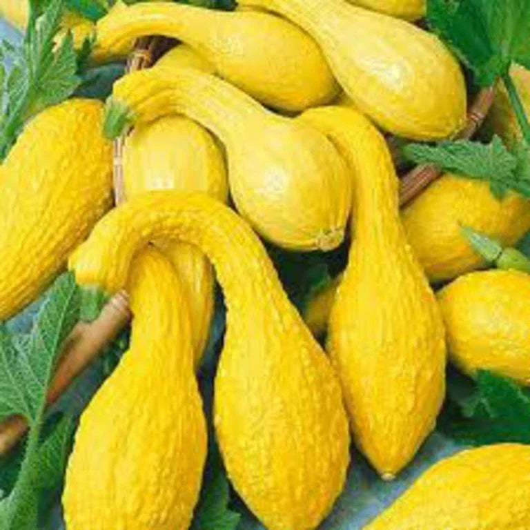 Yellow Crookneck Summer Squash Seeds - Non-GMO, Cucurbita pepo, Various Sizes for Home Gardening