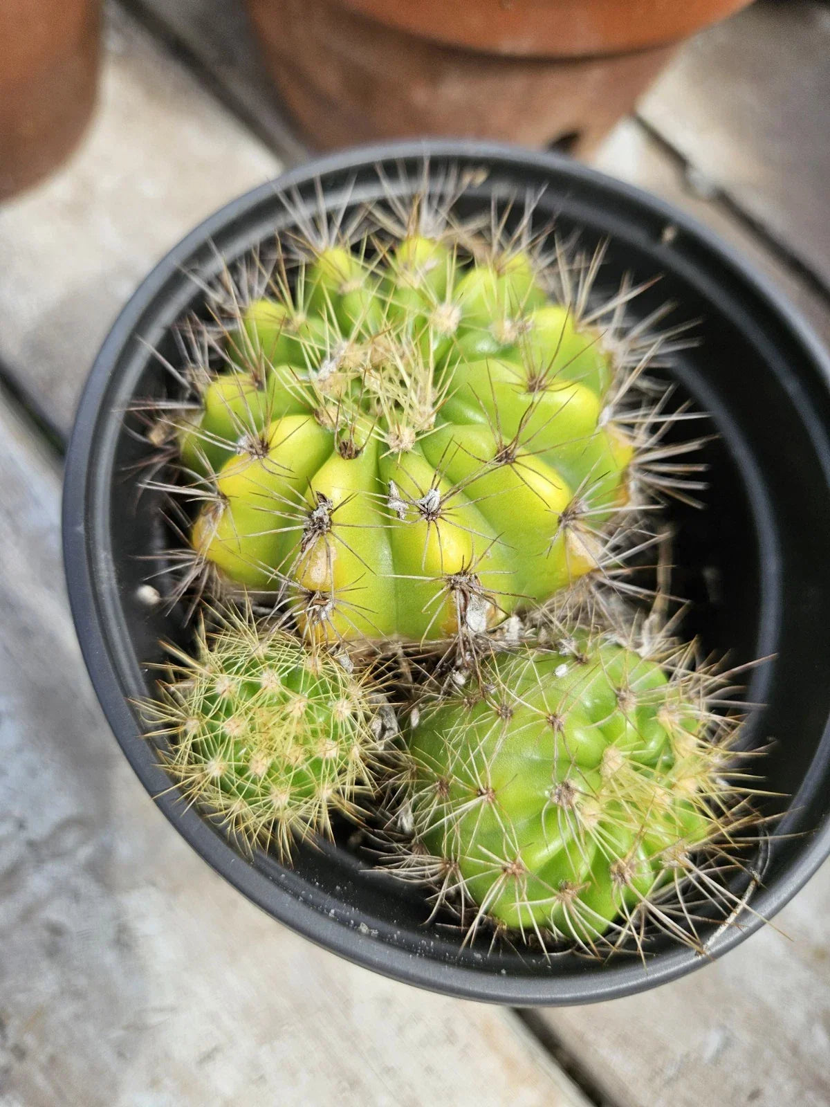 Echinopsis Cactus Cluster - Bare Root Succulent Plant with Pups - Echinopsis spp. - Drought-Tolerant Cactus Variety