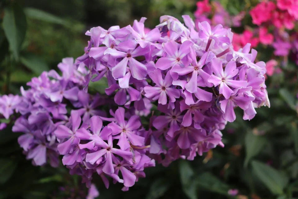 David's Lavender Phlox Seeds - 100+ Count - Phlox paniculata - Non-GMO Perennial Flower Seeds for Garden Planting