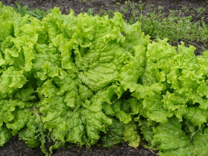 Grand Rapids Leaf Lettuce Seeds 200 Count - Loose Leaf, Crisp, Tender - Lactuca sativa - Non-GMO Organic Gardening