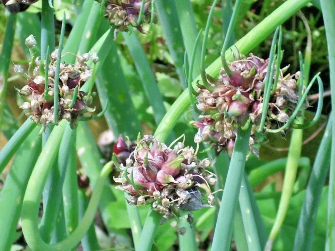 Egyptian Walking Onion Starter Plants - Perennial Edible Bulb - Allium x proliferum - Unique Top-Set Onion Variety