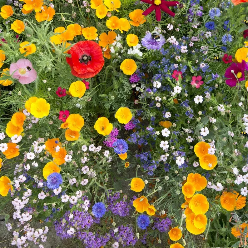 Deer Resistant Wildflower Mix Seeds 200+ Coneflower Echinacea purpurea - USA Grown, Easy to Plant, Attracts Pollinators