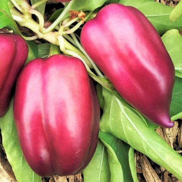 Lilac Bell Pepper Seeds - Pack of 20 - Lavender to Red Variety - Capsicum annuum for 2025 Planting