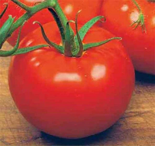 ACE 55 VF Tomato Seeds 50 Pack, Low Acid, Vigorous Growth, Solanum lycopersicum - Perfect for Fresh Eating & Cooking