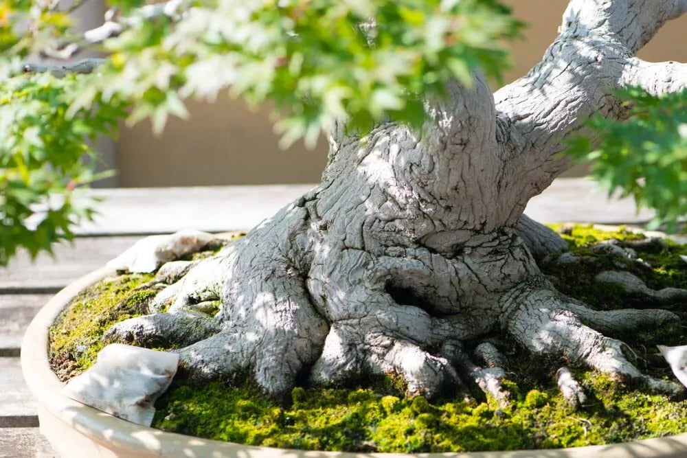 Japanese Maple Bonsai Tree Seeds - Premium Acer palmatum Variety for Indoor/Outdoor Cultivation