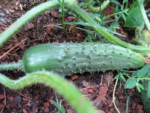 Cucumber Seeds for Pickling - 25 Seeds - Cucumis sativus - High-Yielding Variety for Homemade Pickles and Fresh Salads