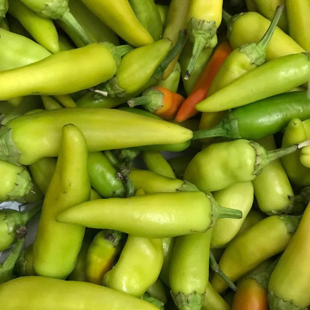 Pepperoncini Seeds 25+ Non-GMO Heirloom Mild Peppers Capsicum annuum for Home Garden or Container Growing