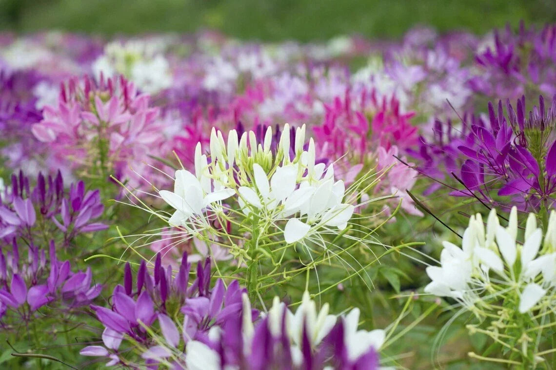 Spider Plant Seeds 100 Count Purple Pink White Clome Spinosa Perennial Easy Grow Garden Pollinator Friendly