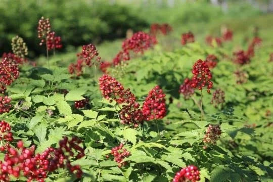 50 Red Baneberry Seeds for Planting, Actaea rubra, Native Wildflower Garden, Perennial Pollinator Friendly Seeds
