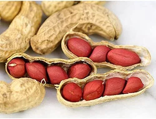 Tennessee Red Peanut Seeds - 20 Seed Packet - Non-GMO Arachis hypogaea - Compact Growth for Home Gardeners