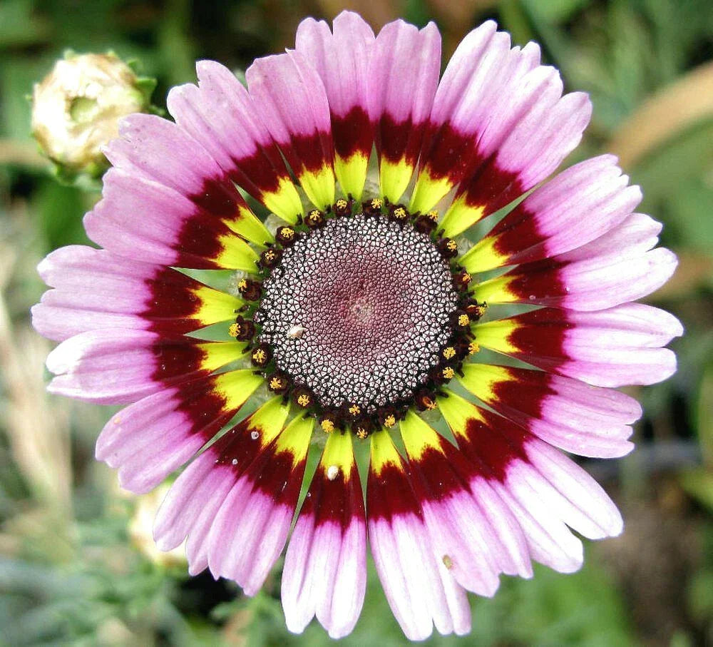 Painted Mix Daisy Seeds Packet | Rainbow Sunflower Wildflower Daisies | Bellis perennis | Non-GMO, Attracts Pollinators