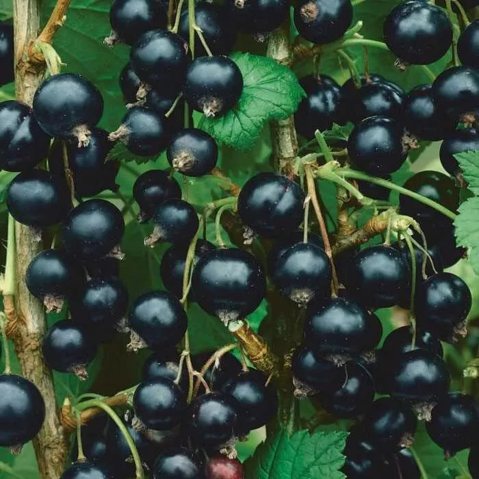 Consort Black Currant Starter Plant, Rooted Edible Shrub, Cold-Hardy Ribes nigrum, Self-Pollinating, Zones 4-8