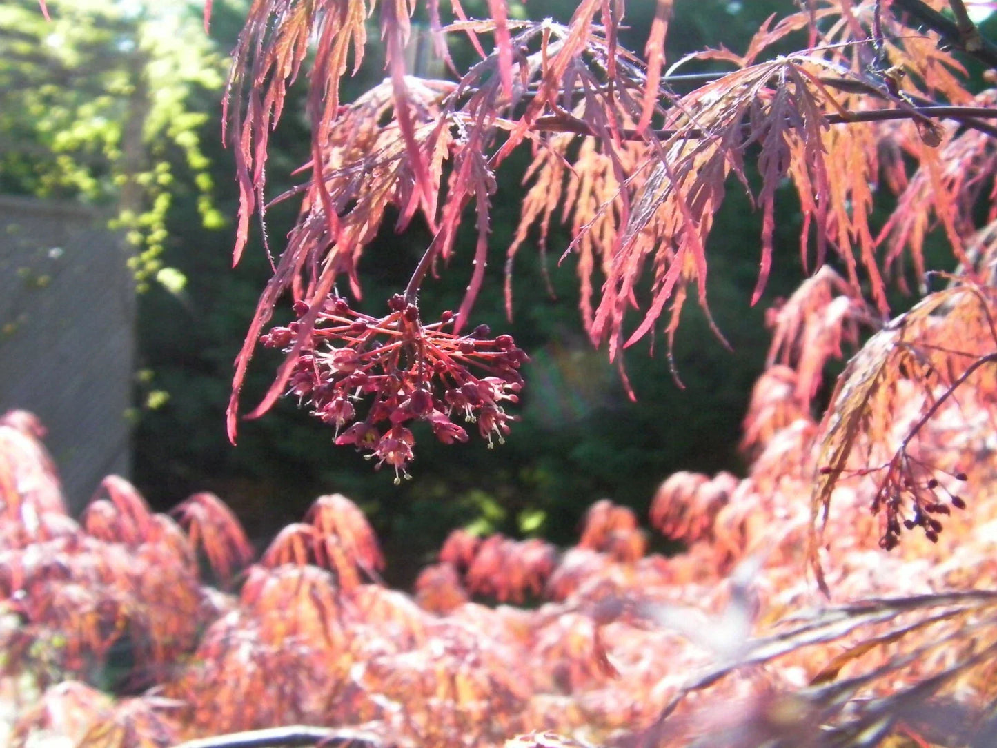 Japanese Maple Cuttings 4+4 Weeping Garnet Acer palmatum 'Garnet' for Rooting and Grafting, Vibrant Foliage