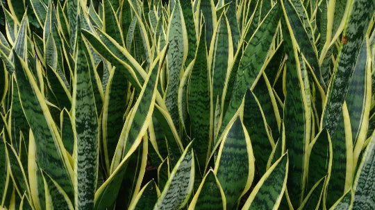 Rooted Sansevieria Plant - Mother-in-Law's Tongue - Air Purifying Houseplant - Dracaena trifasciata