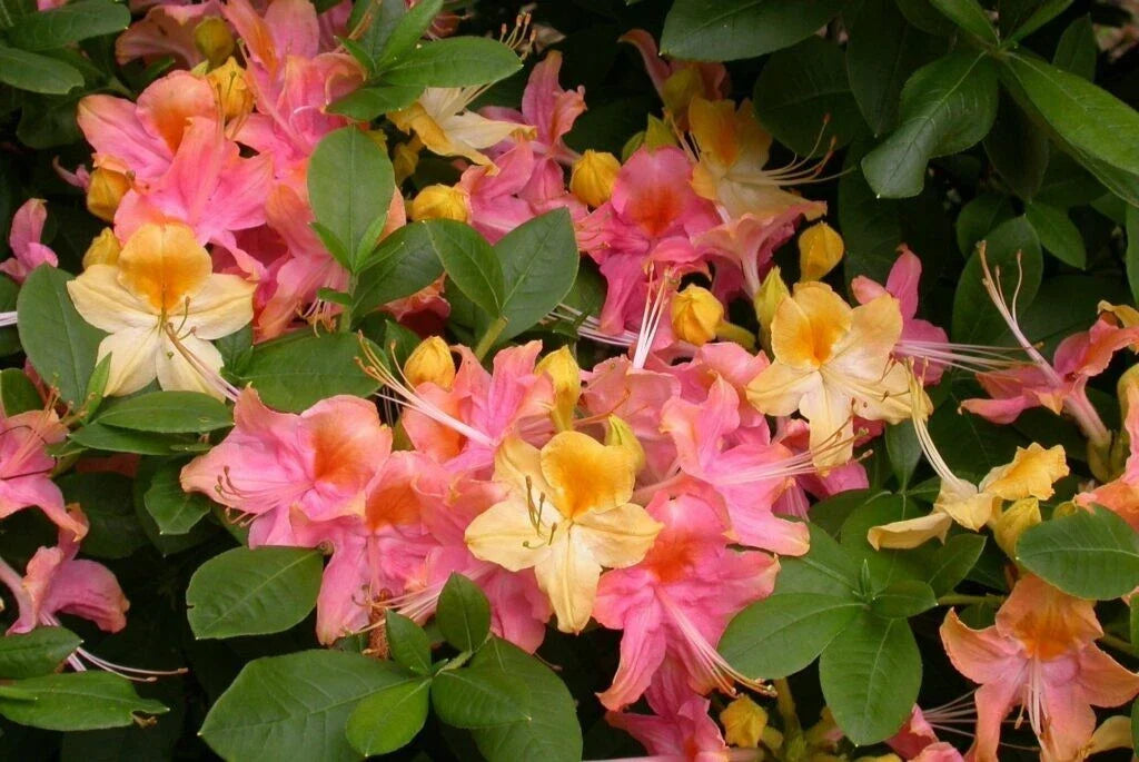 Azalea Plant - Rooted Pink & Yellow Rhododendron - Garden Rainbow - Dormant Flowering Shrub - Rhododendron spp.