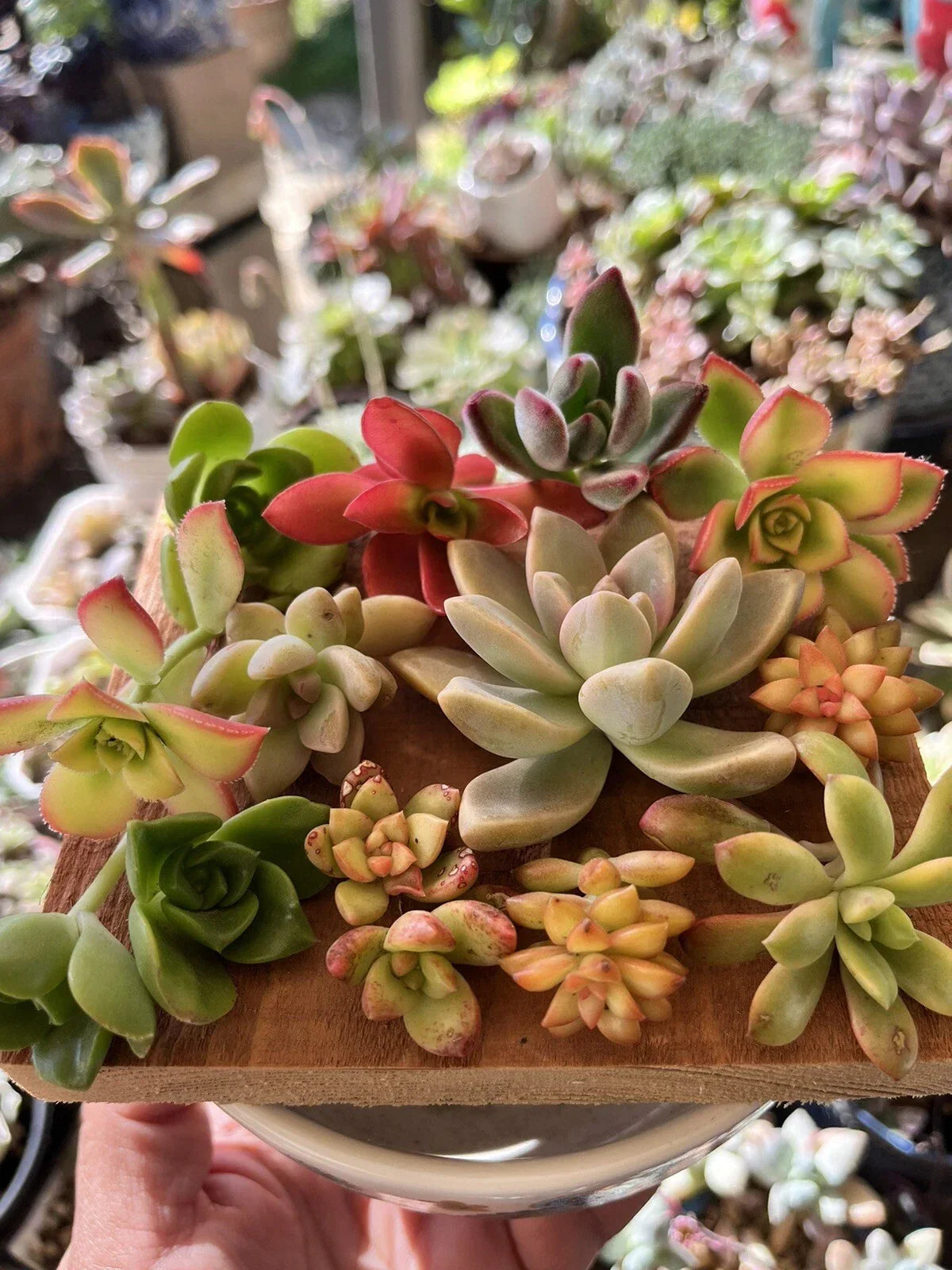 Succulent Cuttings Box - 30+ Assorted Varieties for Planting & Propagation - Various Species - Ideal for Decor & DIY Projects