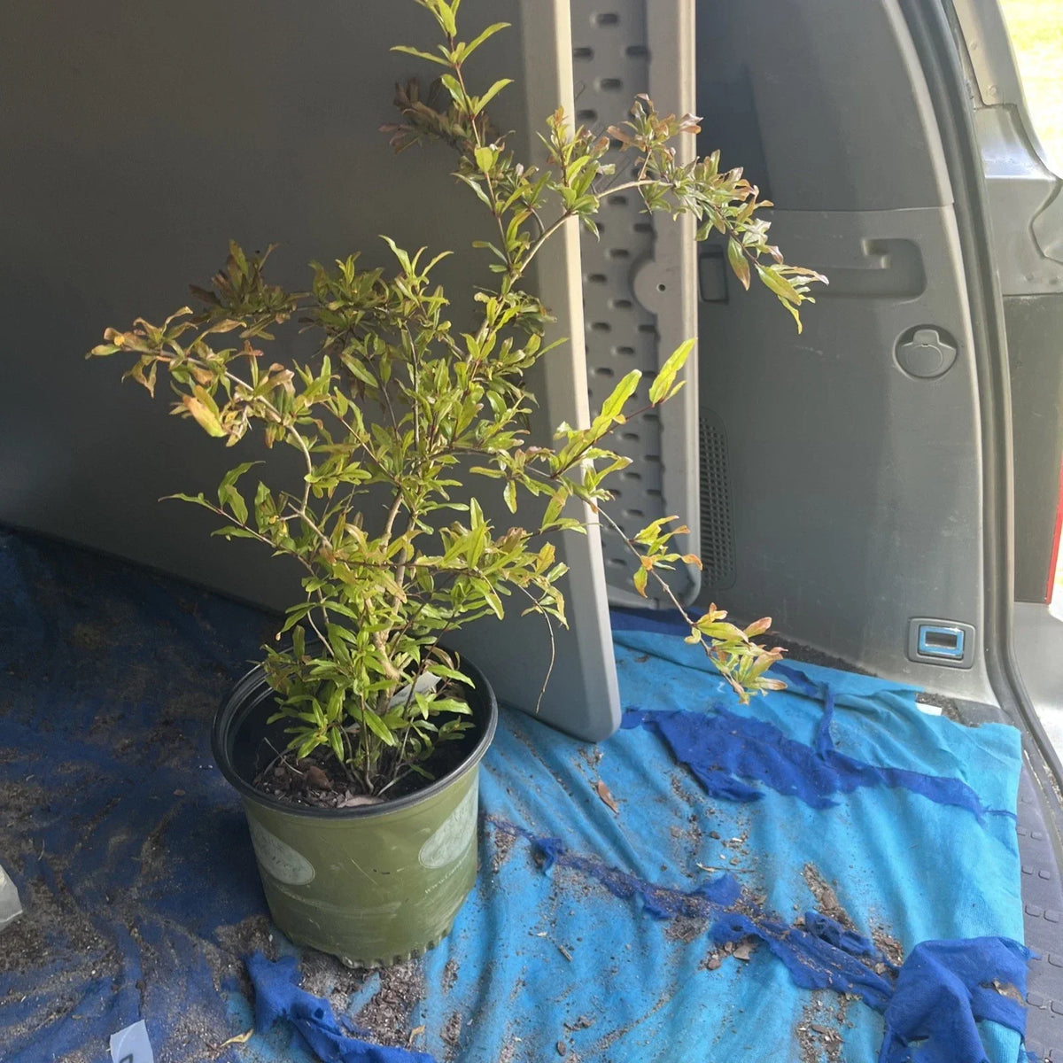 Live Pomegranate Tree - Strong Rooted Plant - Punica granatum - Indoor/Outdoor Fruit Tree - Healthy & Drought Resistant