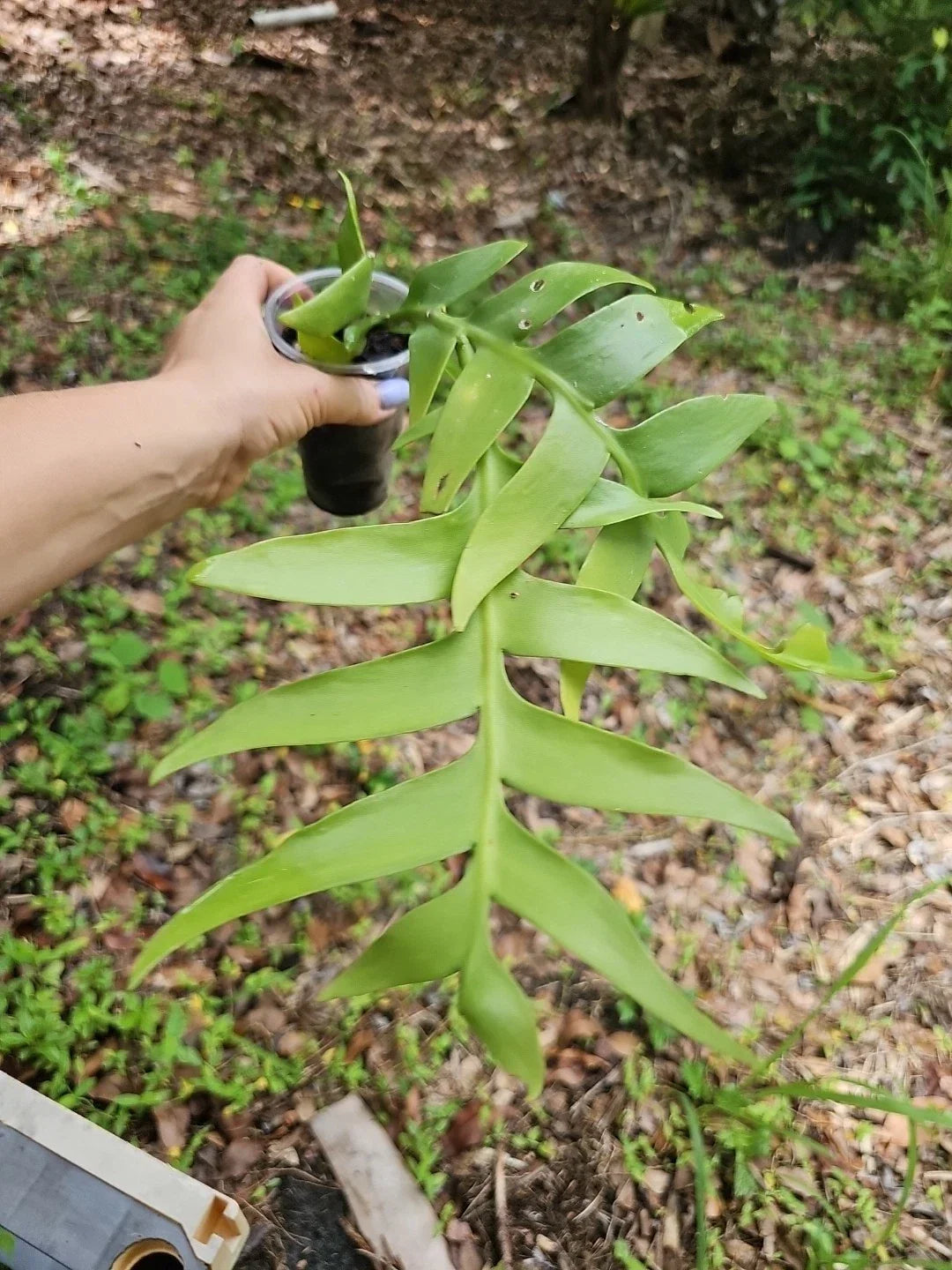 Fishbone Cactus 3" Fully Rooted Ric Rac Plant Epiphyllum Anguliger - Unique Indoor Houseplant for Easy Care and Hanging Decor