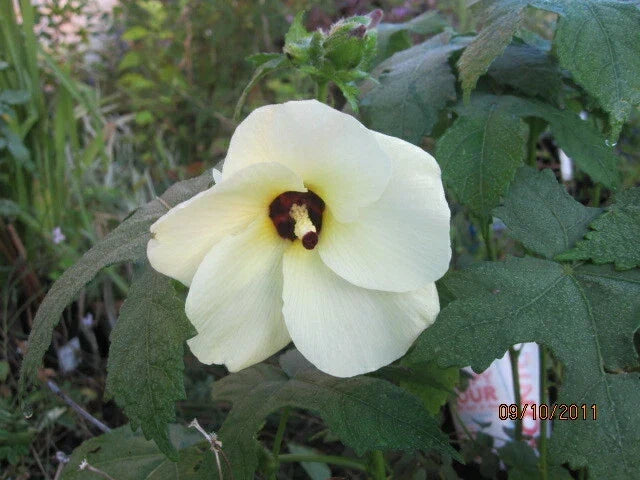 Abelmoschus manihot Seeds - 30 Count - Sunset Hibiscus Sweet Aibika - Edible Plant for Zone 7 Gardening